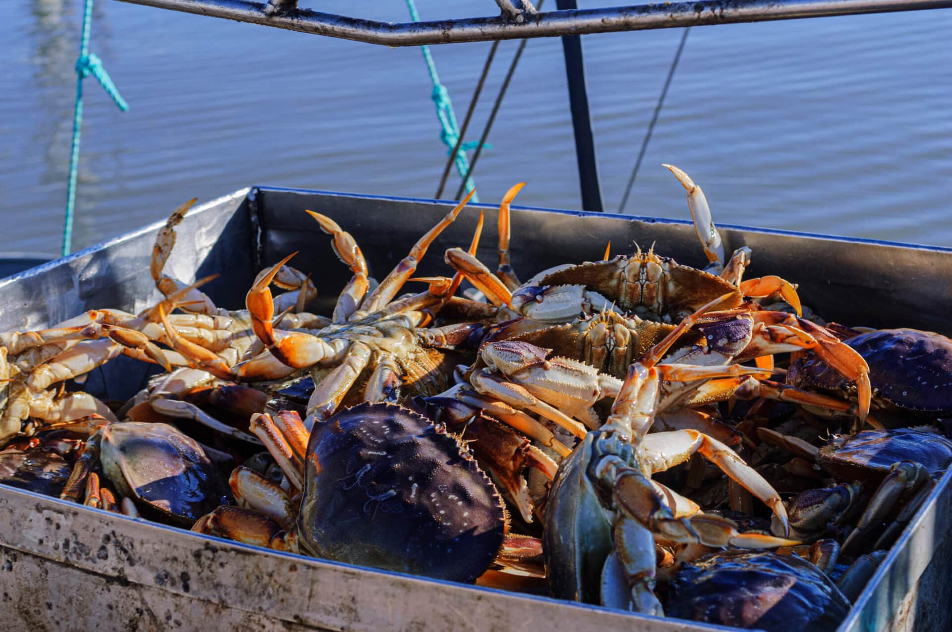 Seasoft Enterprise Resource Planning System: ERP Software for the Seafood Industry