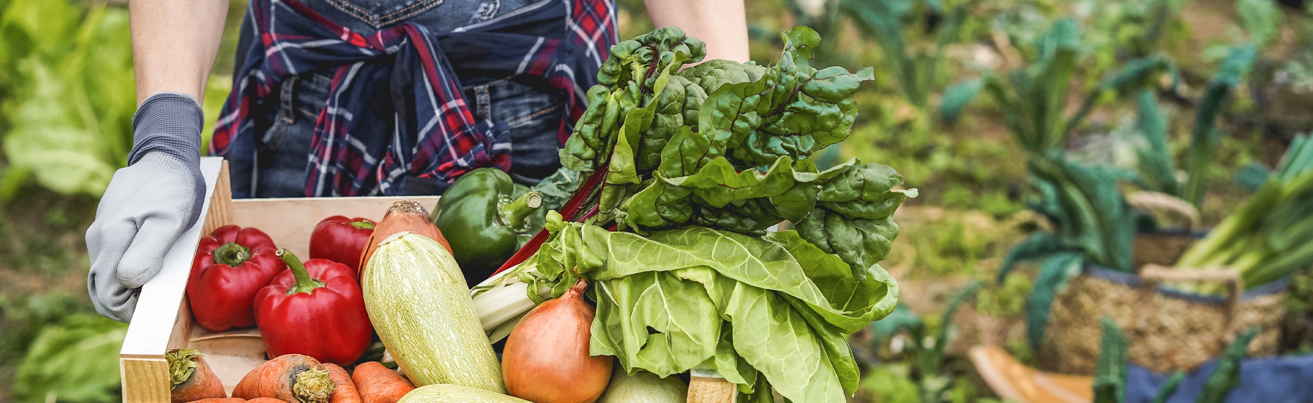 Worker hold vegetables harvested