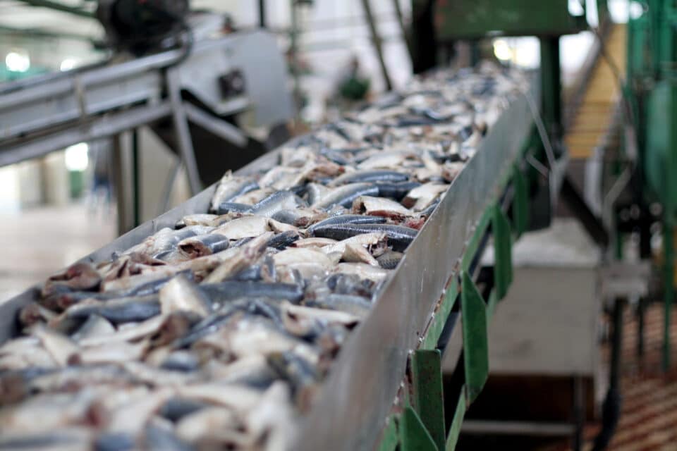 conveyor belt with fresh fish