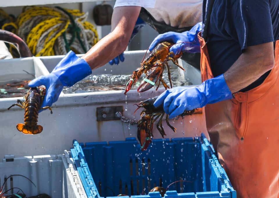 Live Maine Lobsters being sorted on a fishing boat