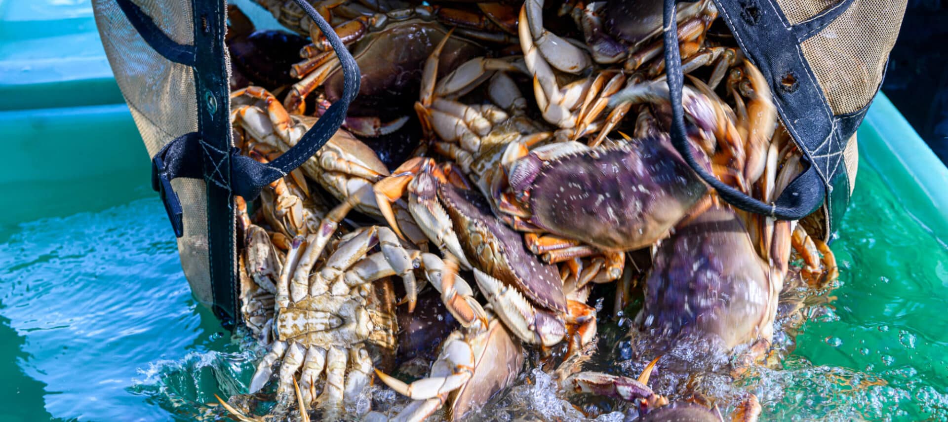 The Future of the Seafood Industry Embracing Automation Today for a Sustainable Tomorrow