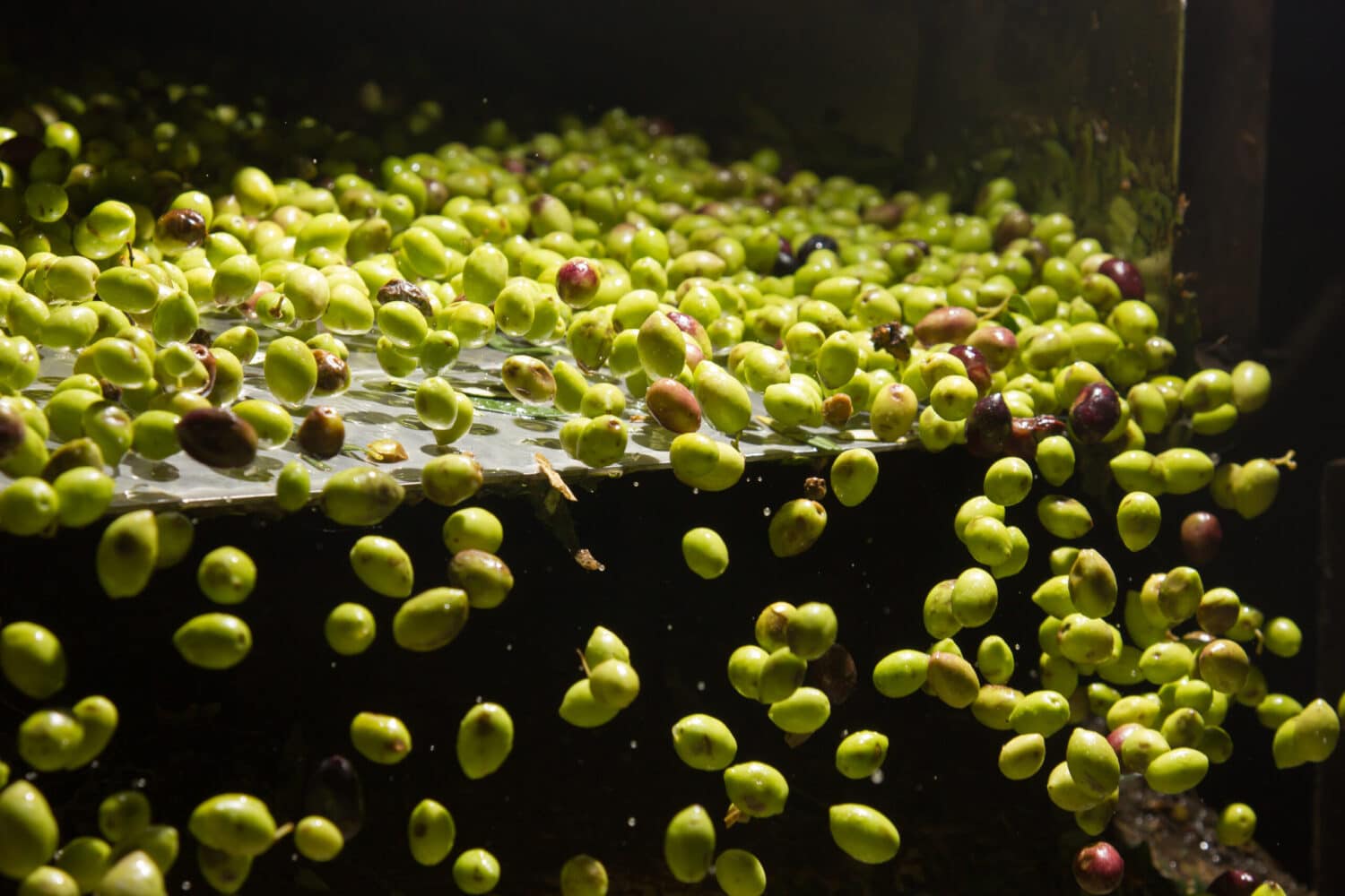 Olives falling off of a conveyor build for a growing manufacturing plant.