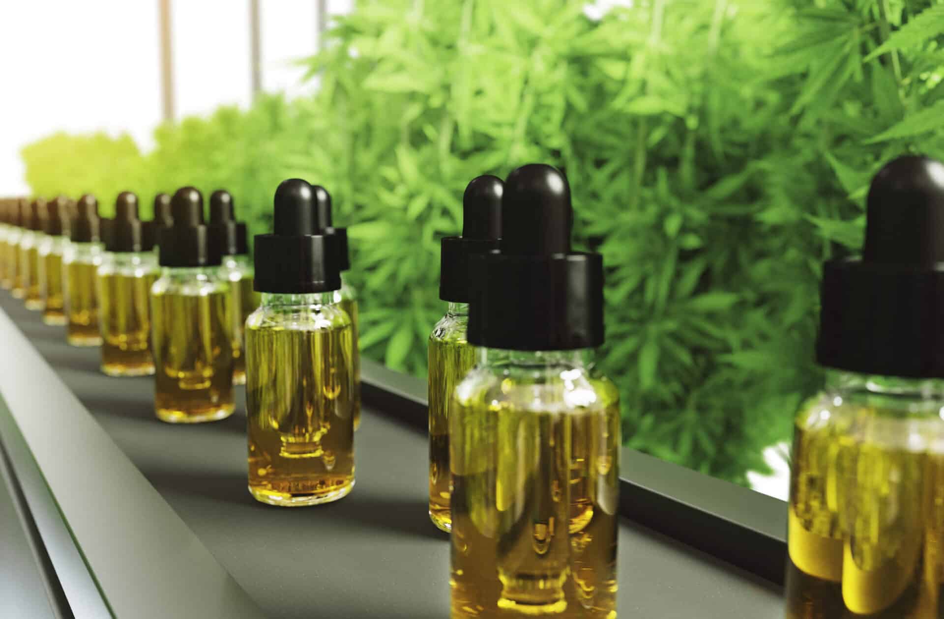 CBD-Öl-Produktion in einer Hydrokultur-Anlage