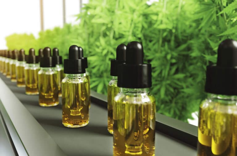 CBD-Öl-Produktion in einer Hydrokultur-Anlage