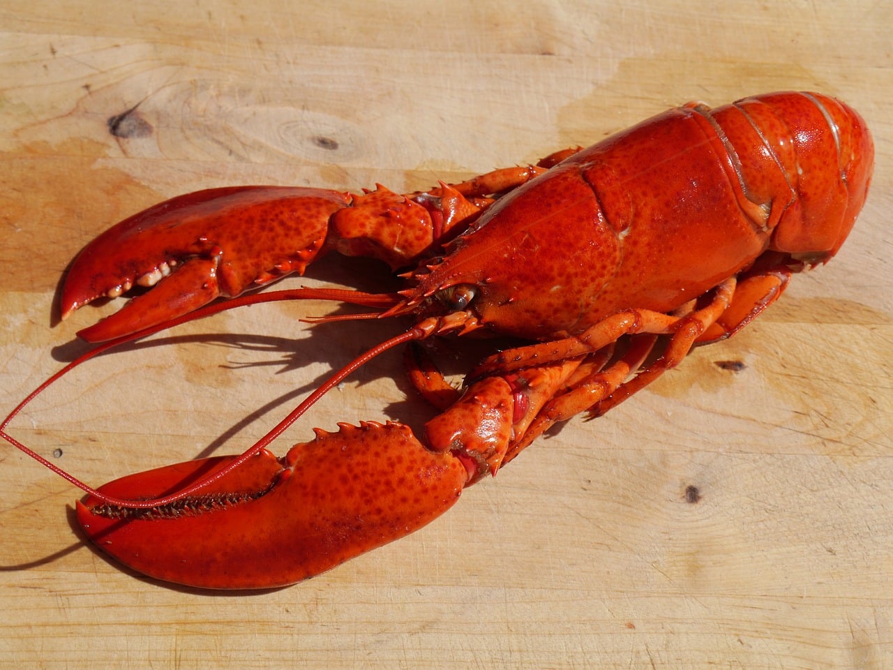 Lobster illustration