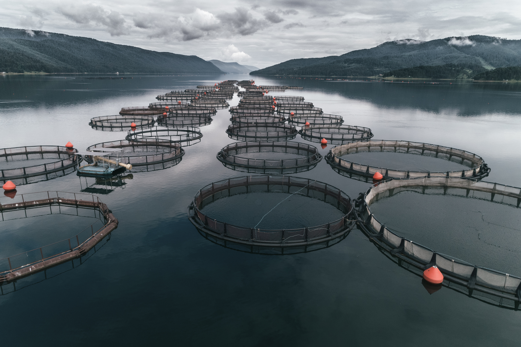 Fishing. Aerial view over a large fish farm with lots of fish enclosures.